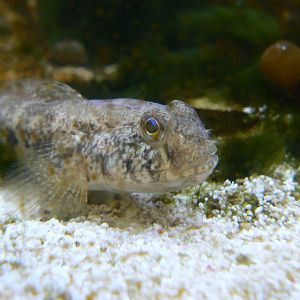 Common Goby - 25 October 2016, Askham Bryan Wildlife and Conservation Park