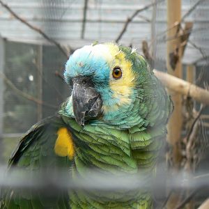 Blue-fronted Amazon - 25 October 2016, Askham Bryan Wildlife and Conservation Park