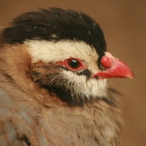 Arabian Partridge