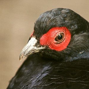 Mikado Pheasant
