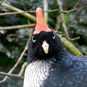 Horned Guan