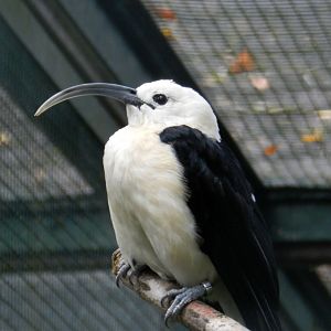 Sickle-billed Vanga.