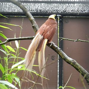 Greater Bird-of-Paradise