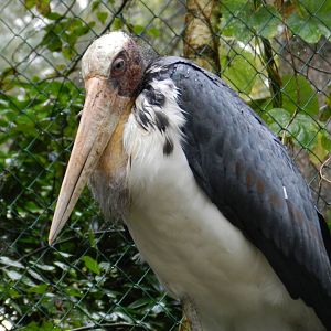 Lesser Adjutant