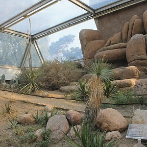 Aviary Roadrunner - Burrowing owl