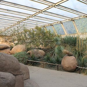 Enclosure Roadrunner - Burrowing owl