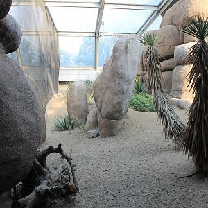 Enclosure Roadrunner - Burrowing owl