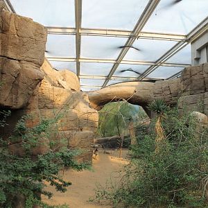 Aviary within the Desert