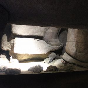 Enclosure Gila monster