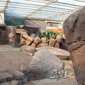 Enclosure Big-horned sheep