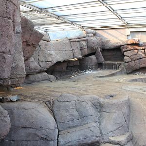 Enclosure Big-horn sheep