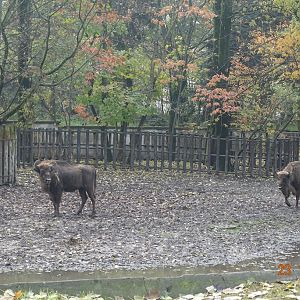 Warsaw Zoo 23.10.16