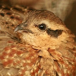 Mountain Bamboo-partridge
