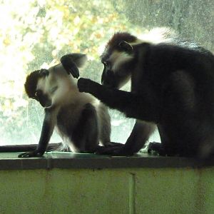 Cherry-crowned Mangabeys, November 2016