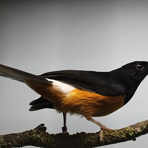 Copsychus malabaricus stricklandii - White-crowned shama