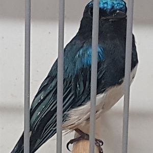Blue and white flycatcher - Cyanoptila cyanomelana