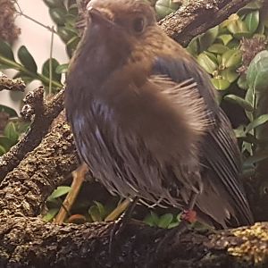 Juvenile Blue and white flycatcher - Cyanoptila cyanomelana