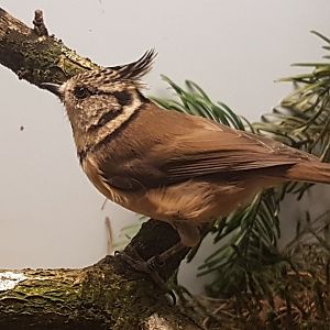 Crested tit
