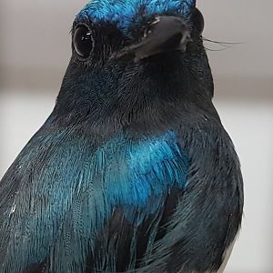 Blue and white flycatcher - Cyanoptila cyanomelana