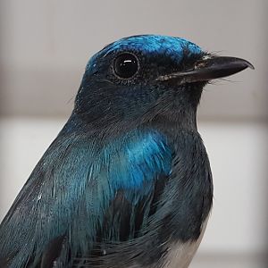 Blue and white flycatcher - Cyanoptila cyanomelana
