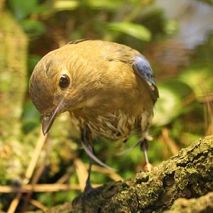 Juvenile Blue and white flycatcher - Cyanoptila cyanomelana