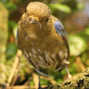 Juvenile Blue and white flycatcher - Cyanoptila cyanomelana