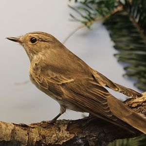 Spotted flycatcher ( Muscicapa Striata )