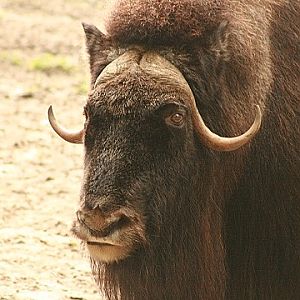 Muskox