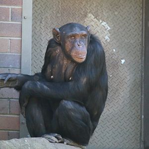 Chimpanzee