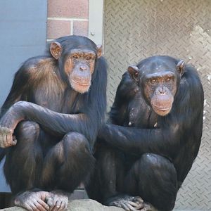 Chimpanzees - Sembe and Naomi