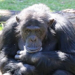 Chimpanzee