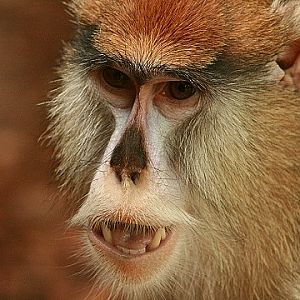 Patas Monkey
