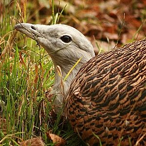 Great Bustard