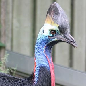 Southern cassowary