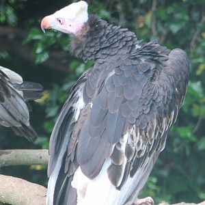 White-headed vulture