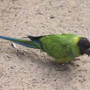 Nanday parakeet