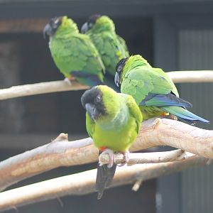 Nanday parakeets