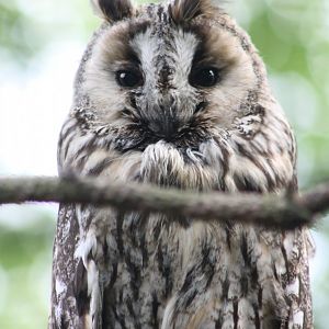 Long-eared owl