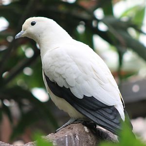 Pied imperial pigeon
