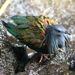 Nicobar pigeon