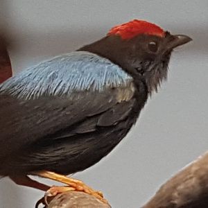 Lance-tailed manakin - Chiroxiphia lanceolata
