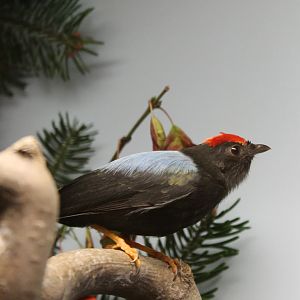 Lance-tailed manakin - Chiroxiphia lanceolata