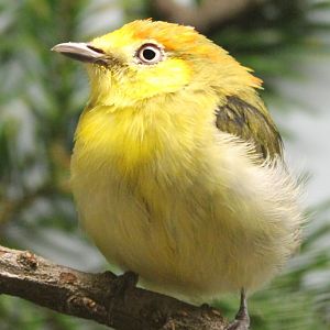 Wire-tailed manakin - Pipra filicauda