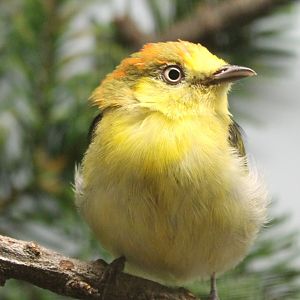 Wire-tailed manakin - Pipra filicauda