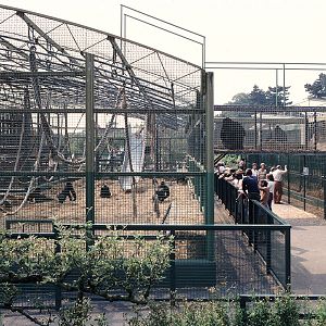 Howletts Gorillarium 1981
