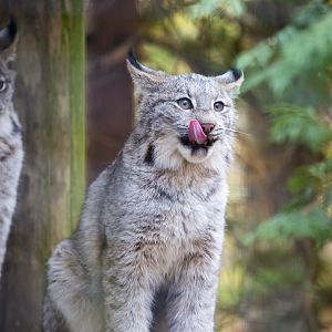 The Lynx kittens together