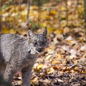 Lynx Kitten in the fallen leaves