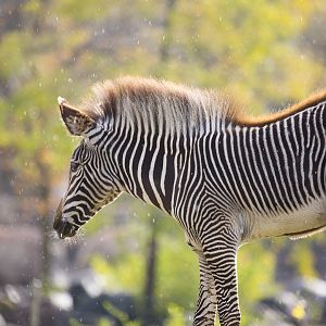 Young Zebra