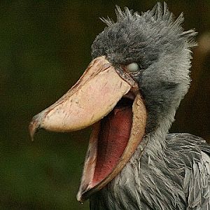 Shoebill