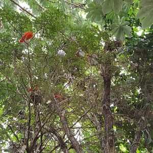 greenhouse canopy